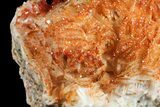 Red Vanadinite Crystals on Barite - Morocco #60773-2